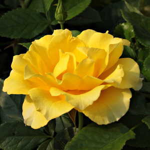 Rosa  Adson von Melk - żółty  - róże rabatowe floribunda